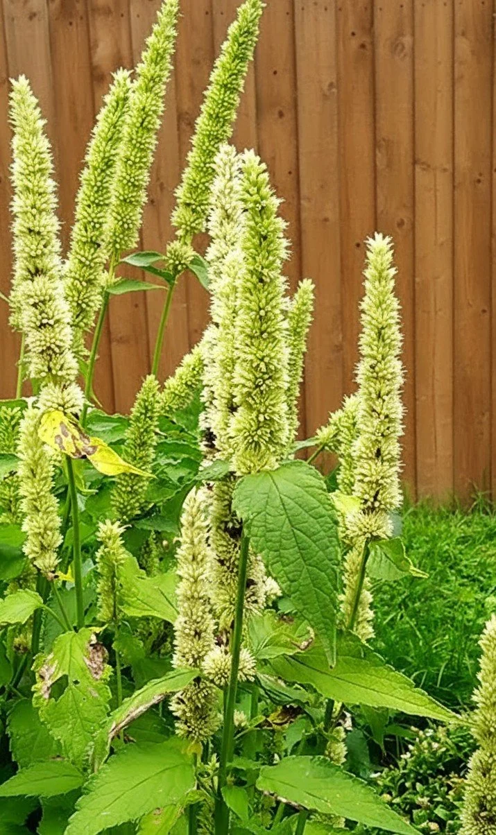Yellow Giant Hyssop (Agastache nepetoides)
