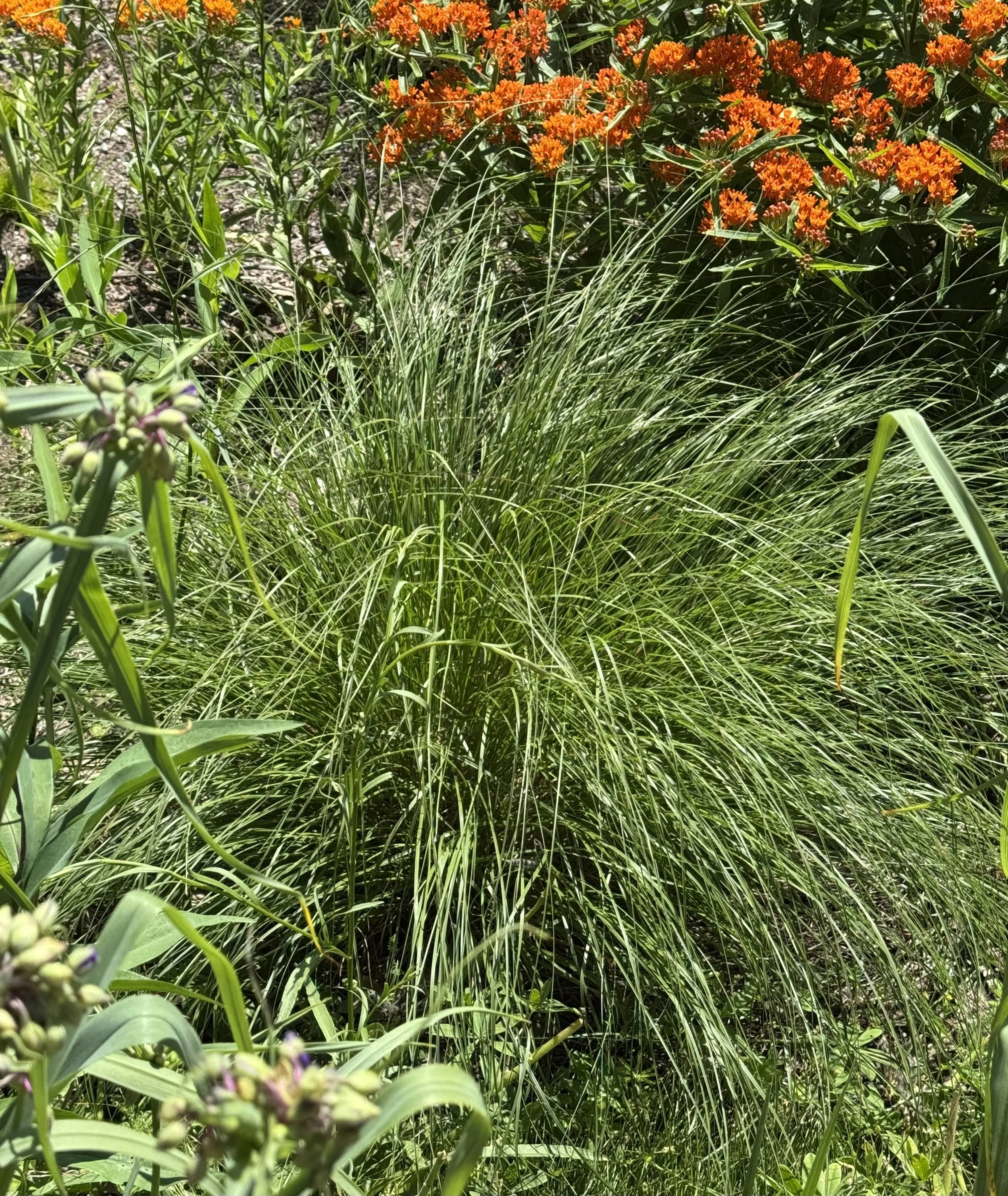 IMG_0493.jpeg