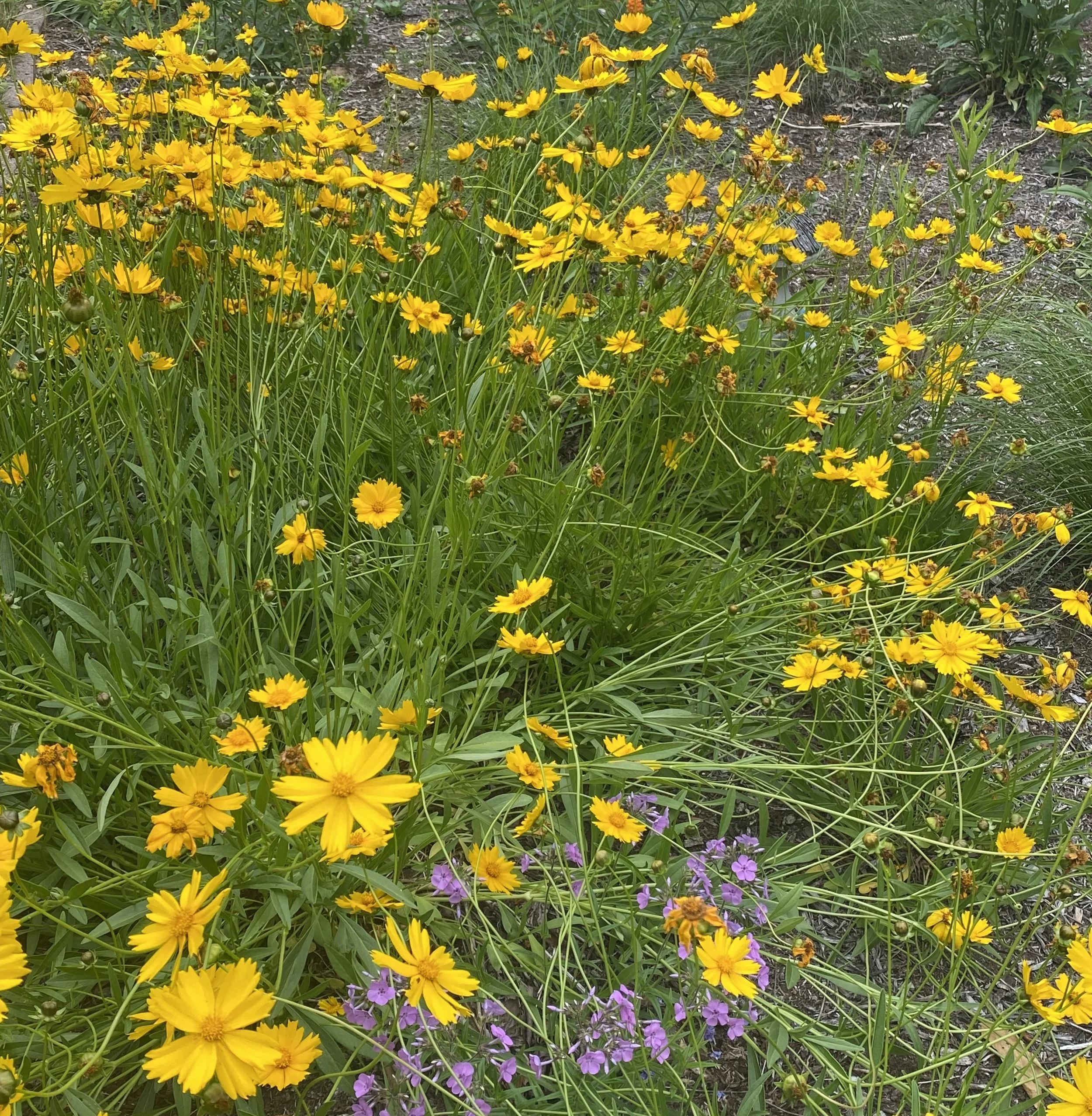 Lance-leaf Coreopsis or Sand Tickseed (Coreopsis lancelata)