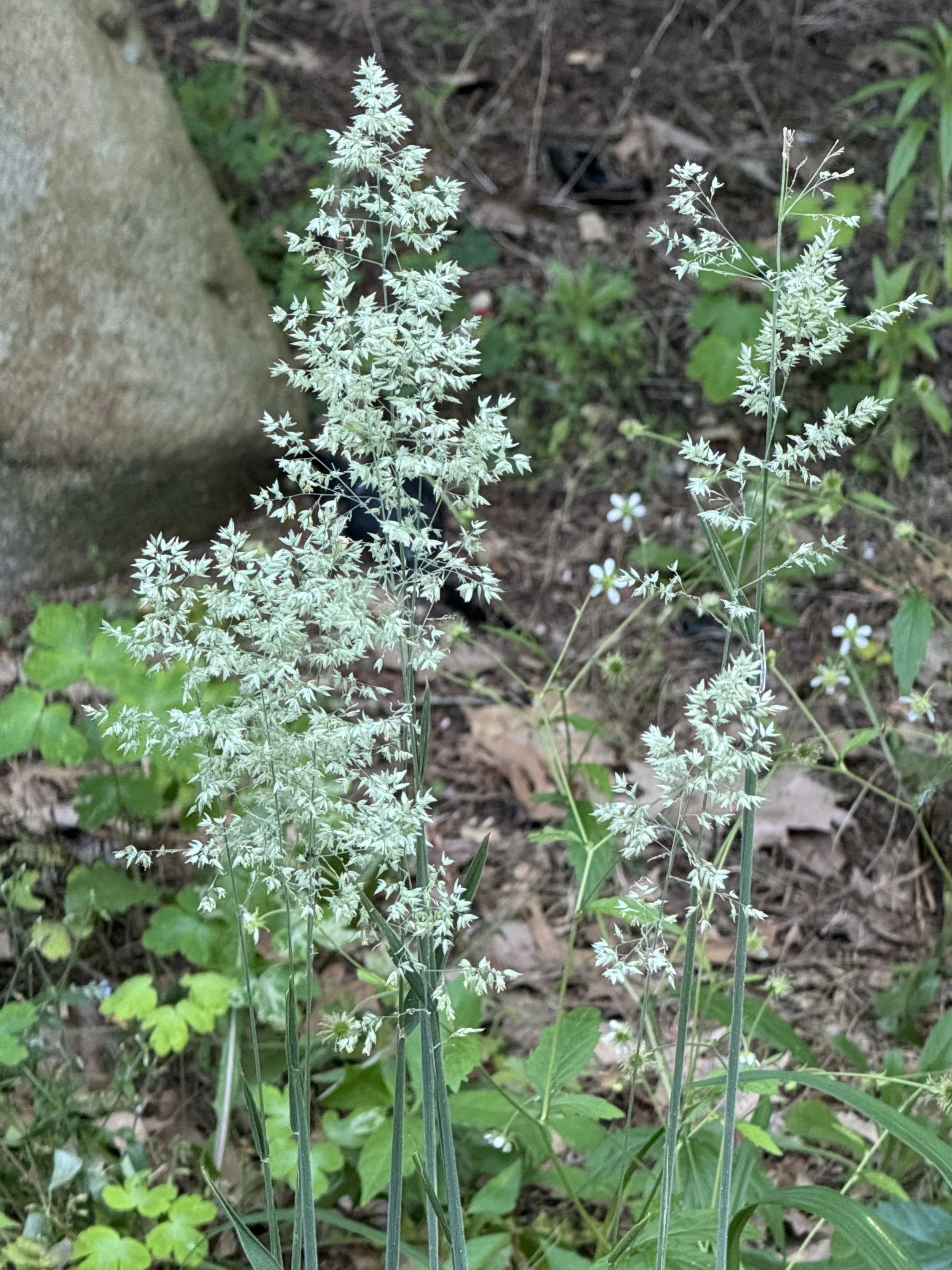 June Grass (Koeleria macrantha)
