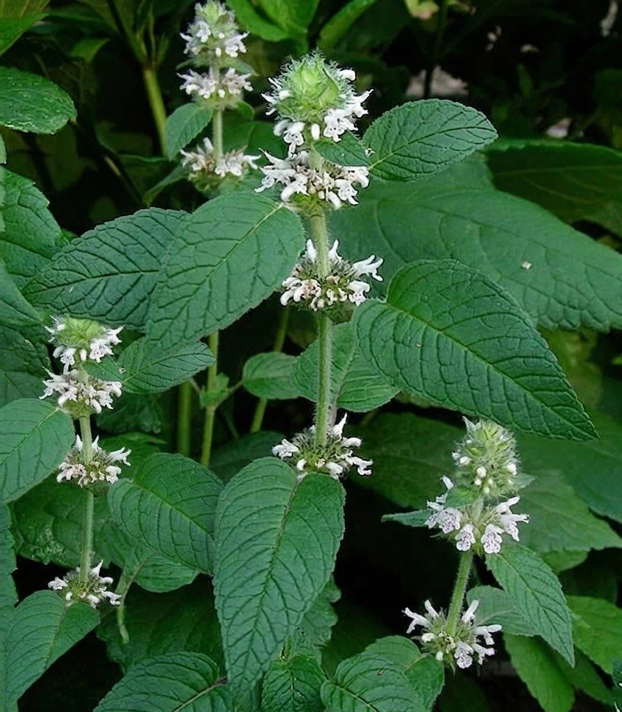 hairy woodmint.jpg