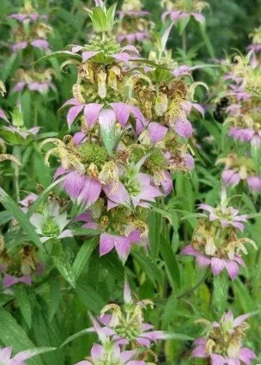 Horsemint or Spotted Bee Balm (Monarda punctata)
