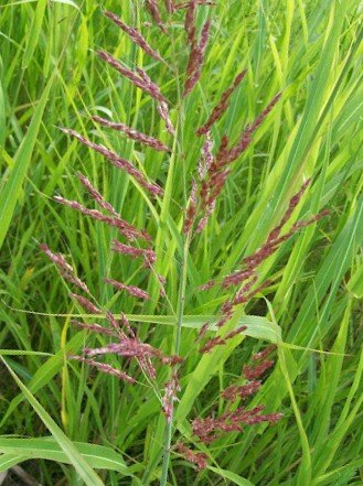 Purpletop (Tridens flavus)