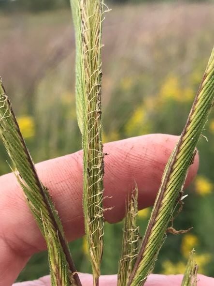 Prairie Cord Grass (Spartina pectinata)