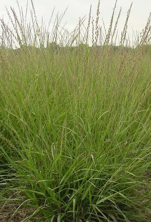 Side-Oats Grama (Bouteloua curtipendula)