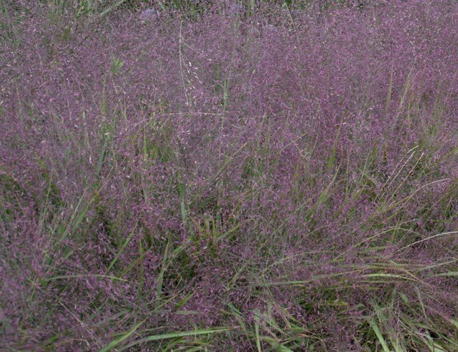 Purple Love Grass (Eragrostis spectavillis)