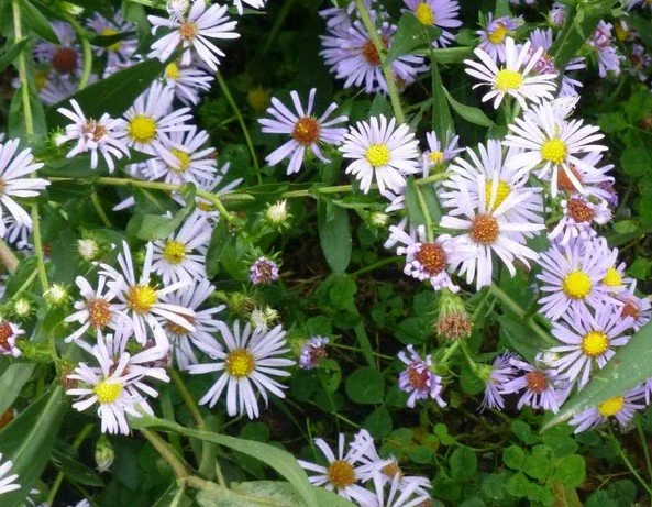 Swamp Aster (Symphyotrichum puniceum)