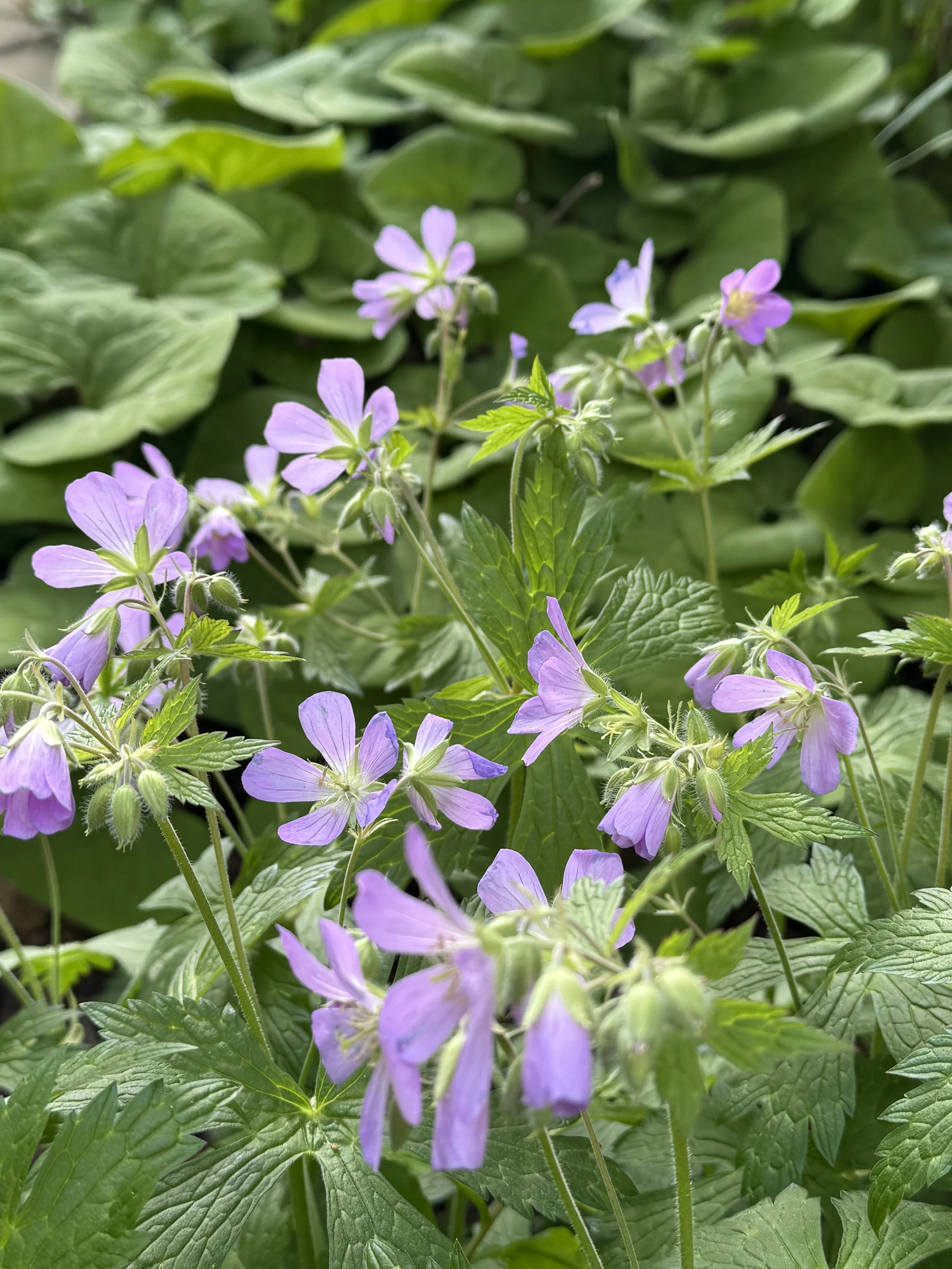 Wild Geranium (Geranium maculatum)