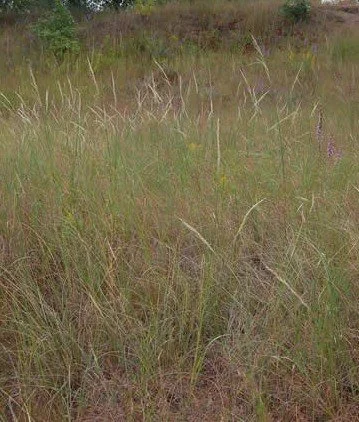 Sand Reed Grass (Calamovilfa longifolia)
