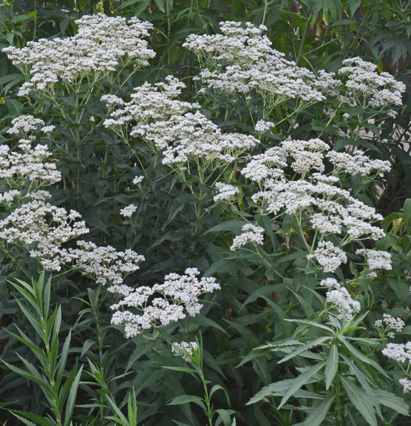 Boneset (Eupatorium perfoliatum)