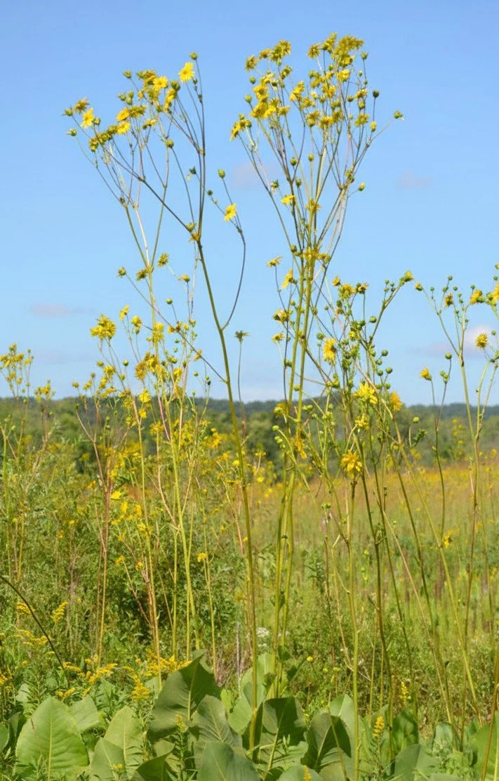 Prairie Dock, (Silphium terebinthinaceum)