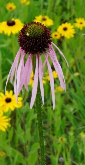 Pale Purple Coneflower (Echinacea pallida)