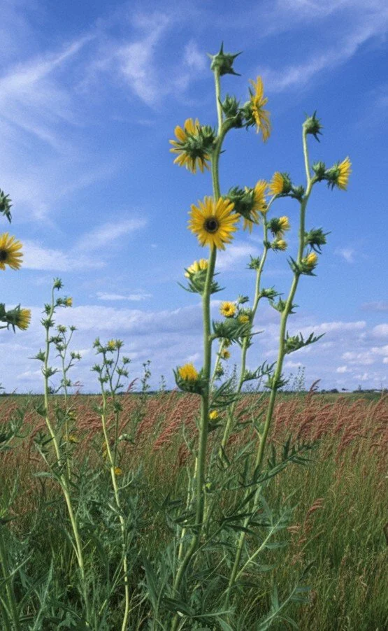 Compass Plant (Silphium laciniatum)