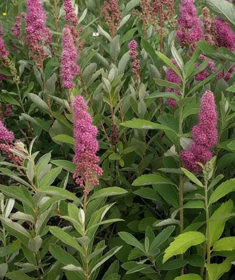 Steeplebush (Spirea tomentosa)