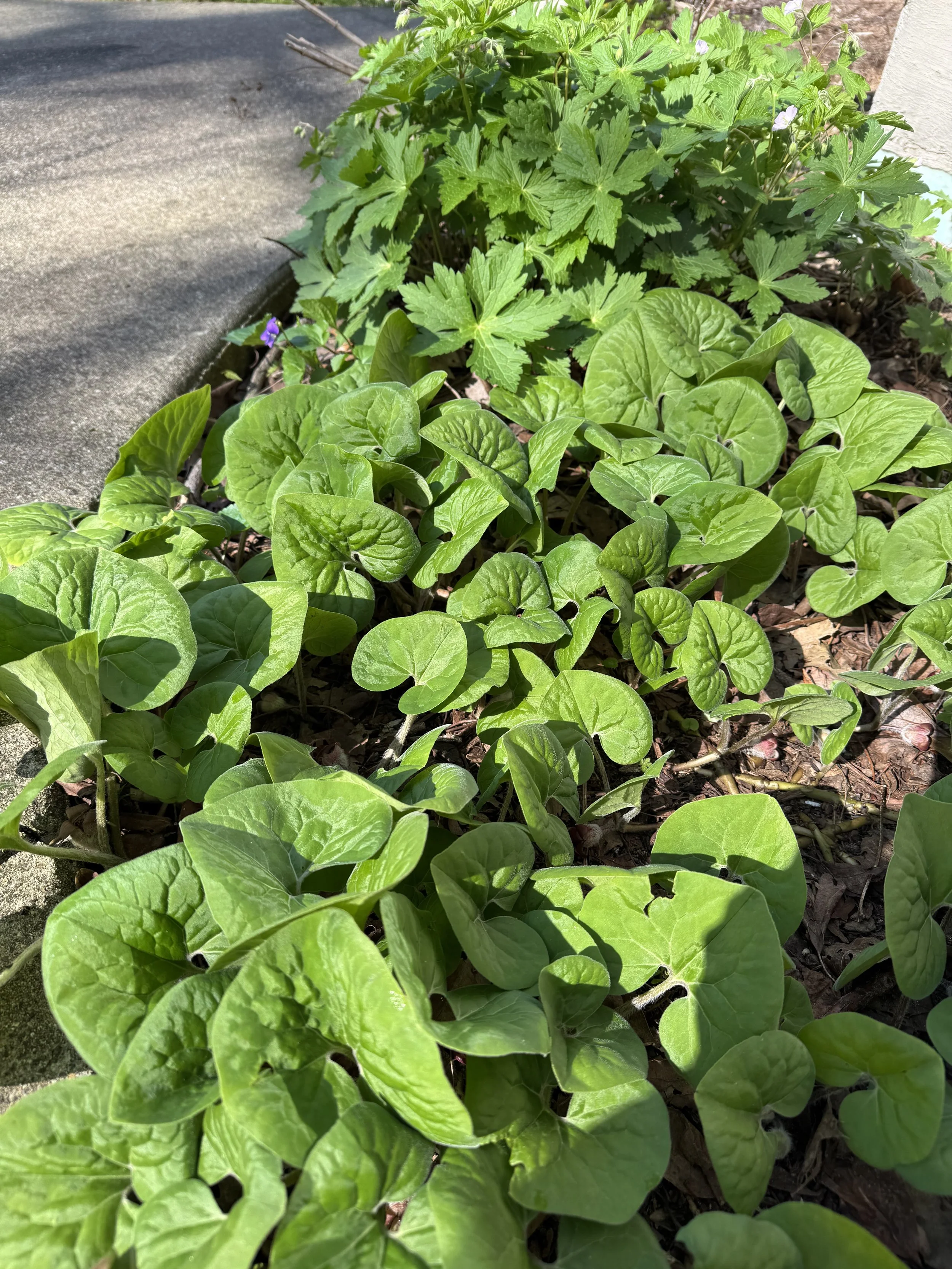 Wild Ginger (Asarum canadensis)
