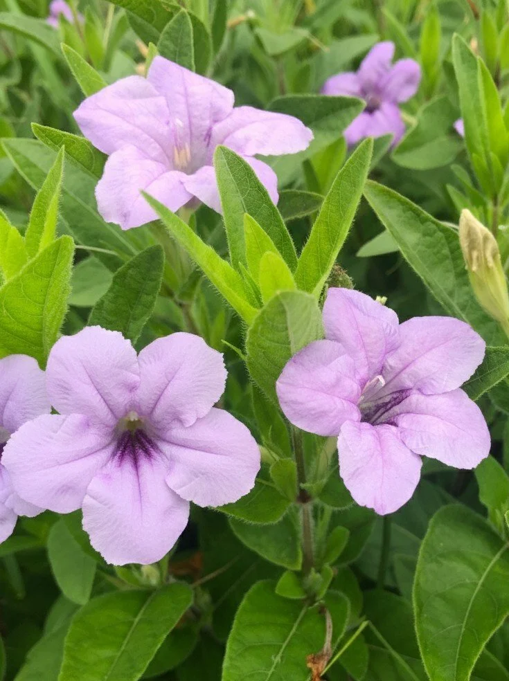 Wild Petunia (Ruellia humilis)