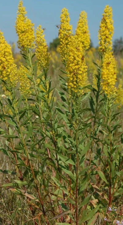 Showy Goldenrod (Solidago speciosa)