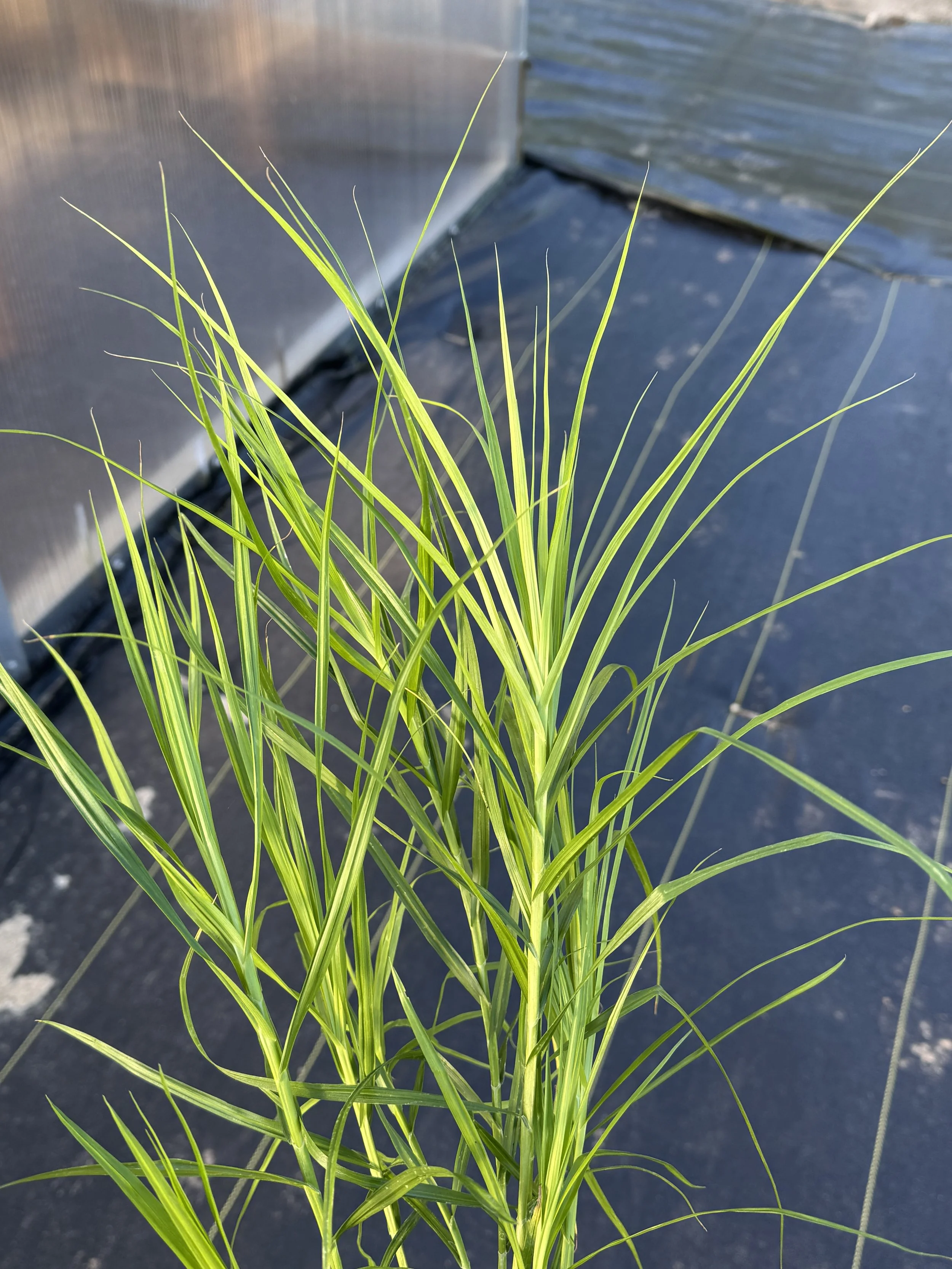 palm sedge 3.jpeg