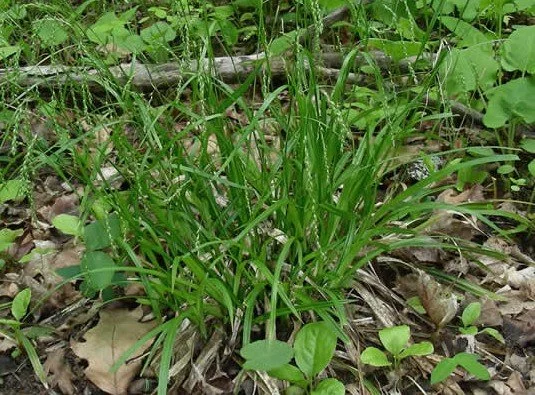 Drooping Wood Sedge (Carex arctata)