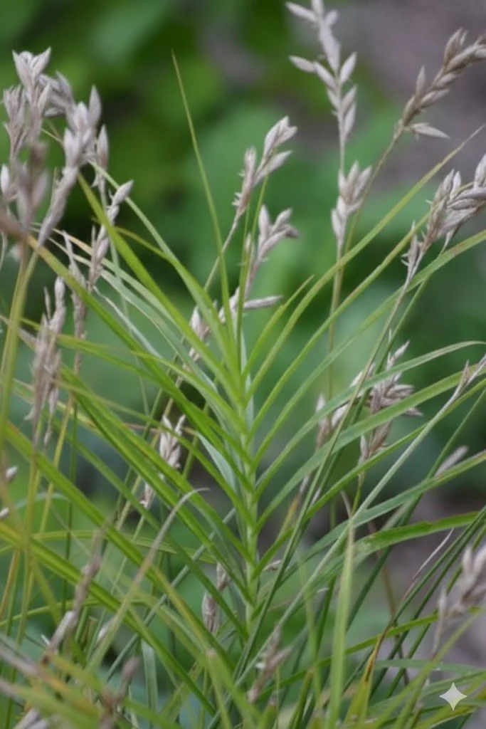 Palm Sedge (Carex Muskingumensis)