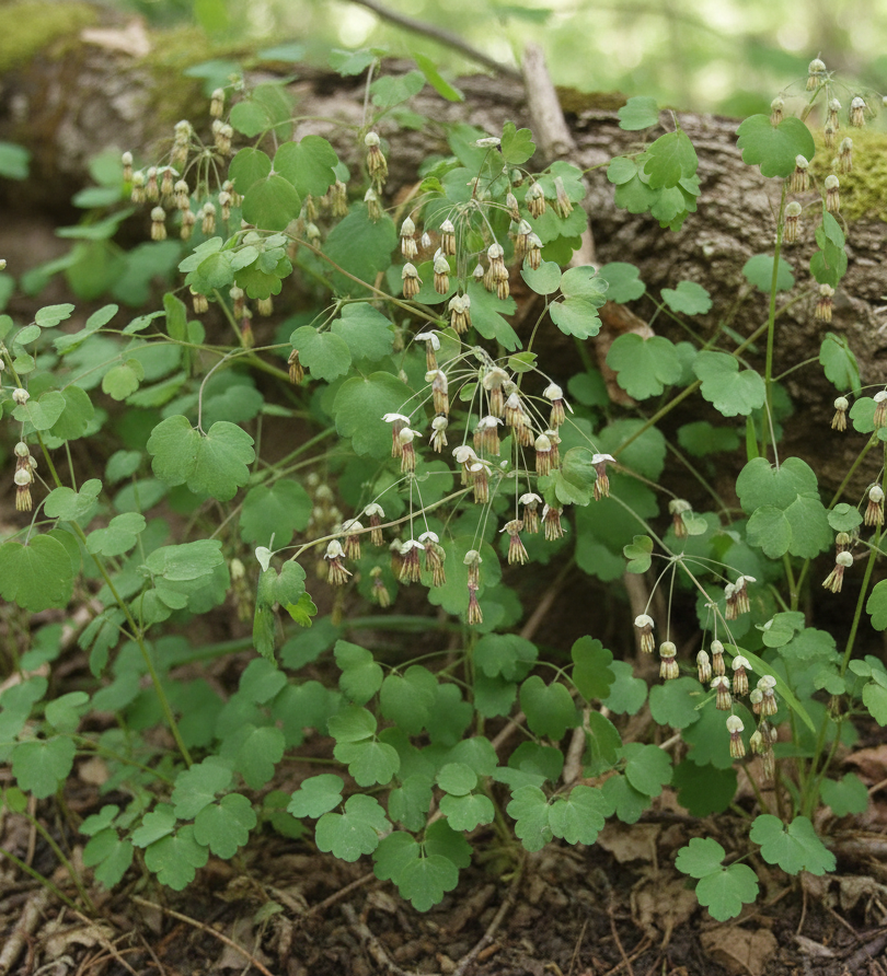 Early Meadow Rue (Thalictrum dioicum)