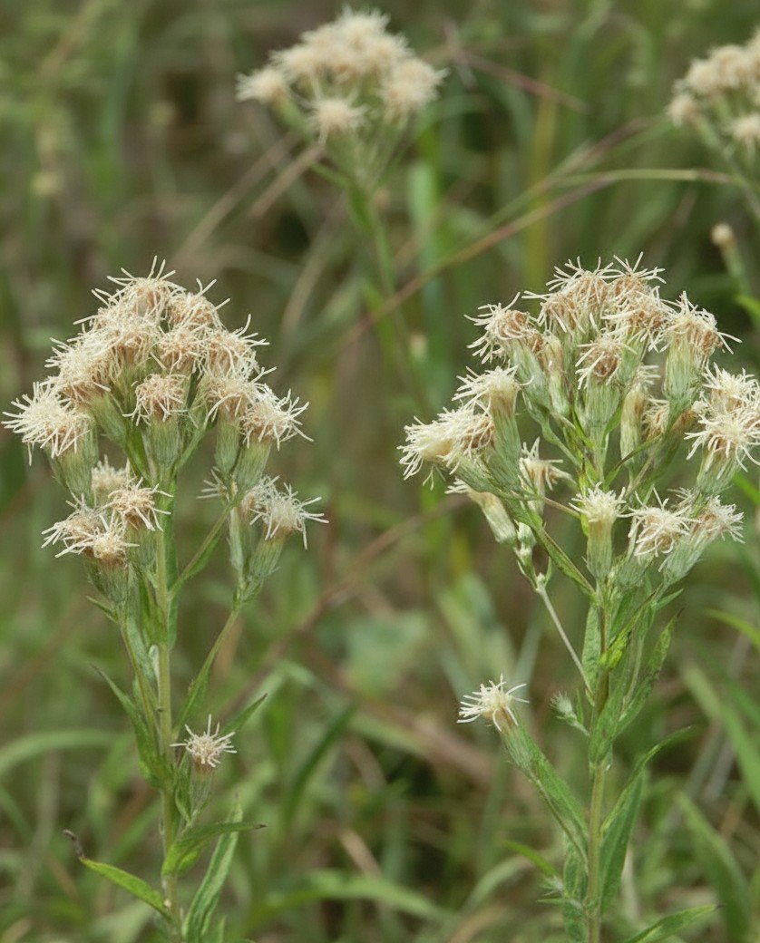 False Boneset (Brickellia eupatoroides)