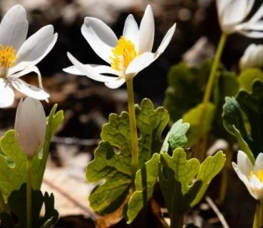 Bloodroot (Sanguinaria canadensis)