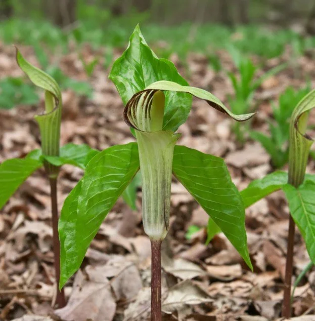 Jack-in-the-Pulpit (Arisaema triphyllum)