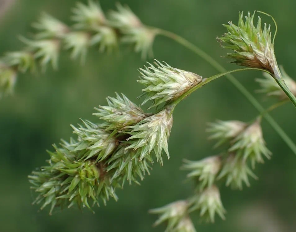 Necklace Sedge (Carex projecta)
