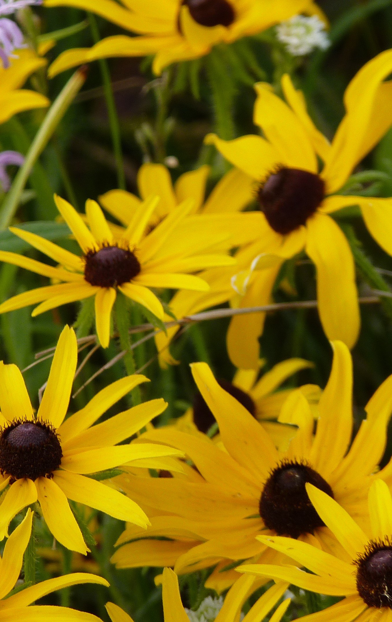 Black-eyed Susan (Rudbeckia hirta)