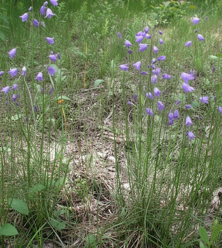 Harebell (Campanula rotundifolia)