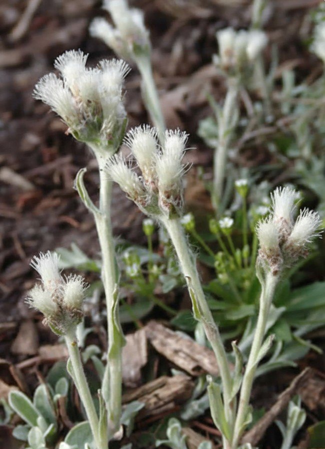 Pussytoes (Antennaria howellii)