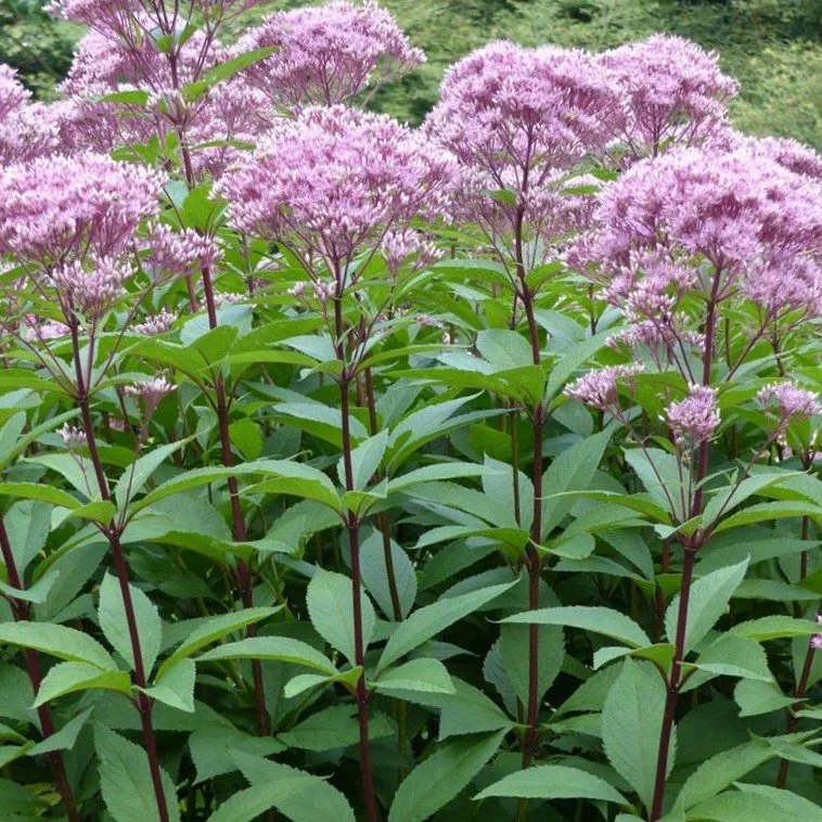 Joe Pye Weed (Eutrochium maculatum)