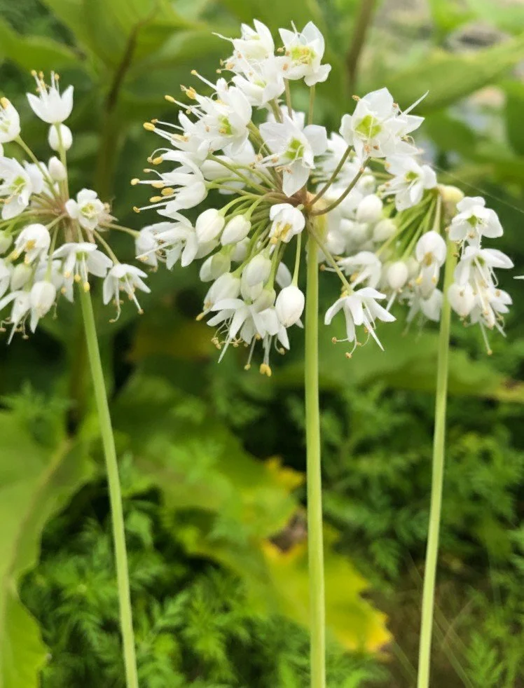 Nodding Wild Onion (Allium cernuum)