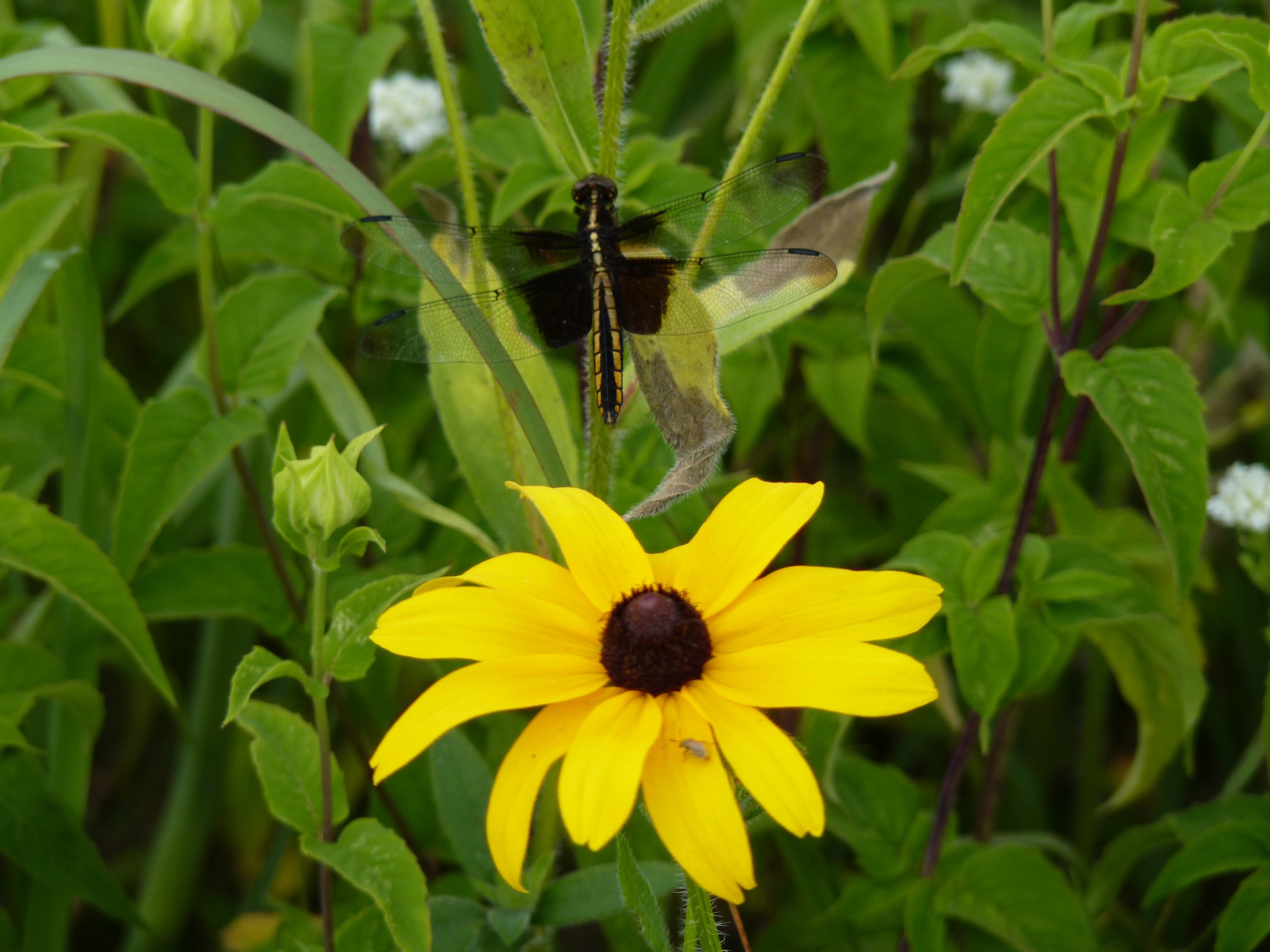 dragon fly.JPG