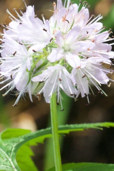 virginia waterleaf flower.jpg