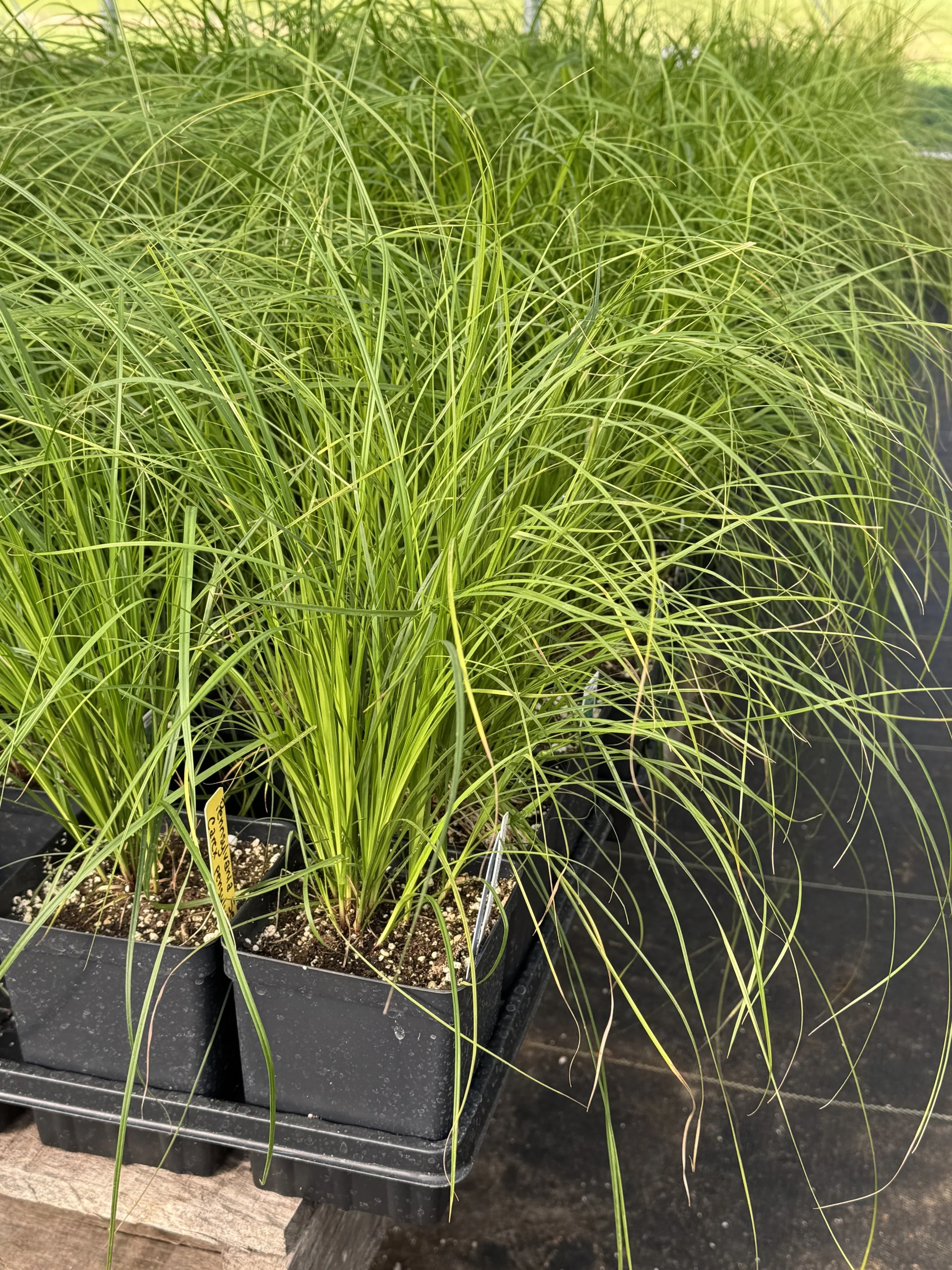 penn sedge 2.jpeg