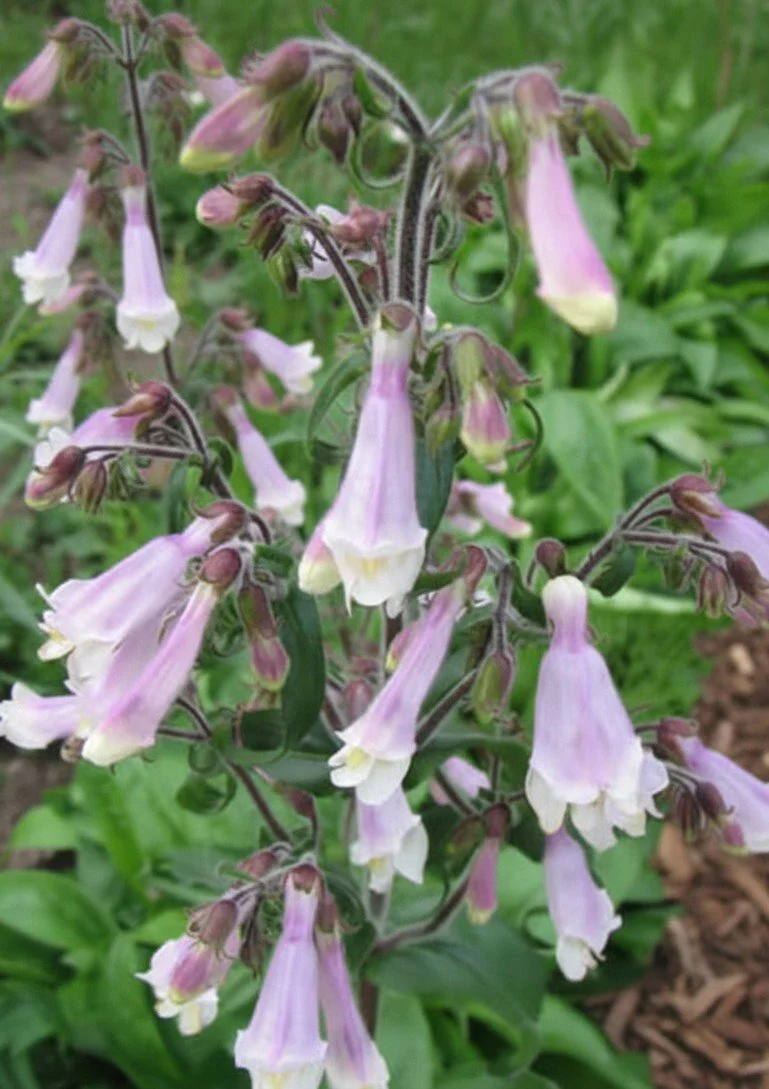 Hairy Beardtongue (Penstemon hirsutus)