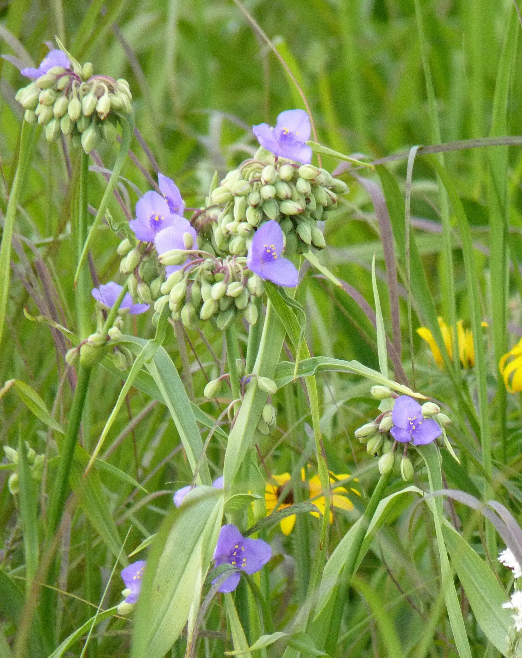 Spiderwort (Tradescantia ohiensis)