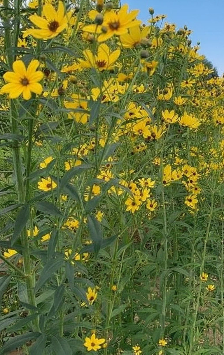 Tall Coreopsis (Coreopsis tripteris)