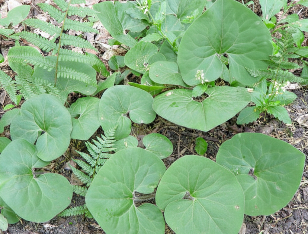 Wild Ginger (Asarum canadensis)