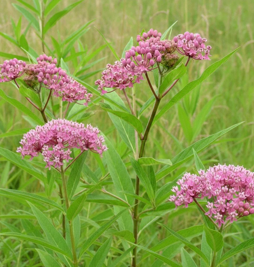 Rose Milkweed or Swamp Milkweed (Asclepias incarnata)