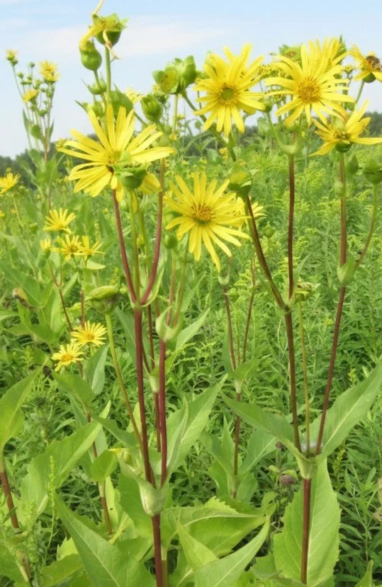 Rosin Weed (Silphium integrifolium)