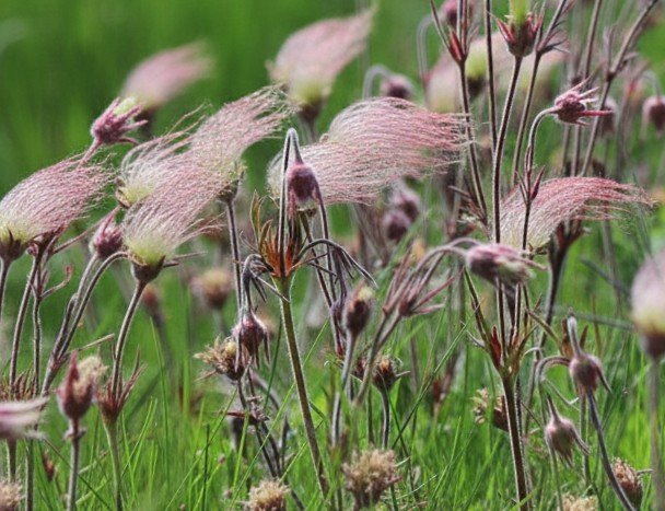 Prairie Smoke (Geum triflorum)