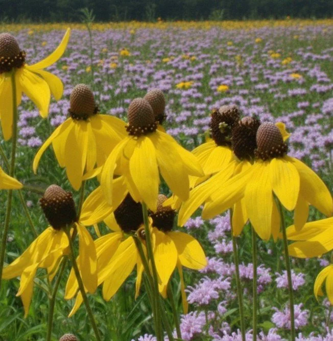 Gray-Headed Coneflower or Yellow Coneflower (Ratibida pinnata)