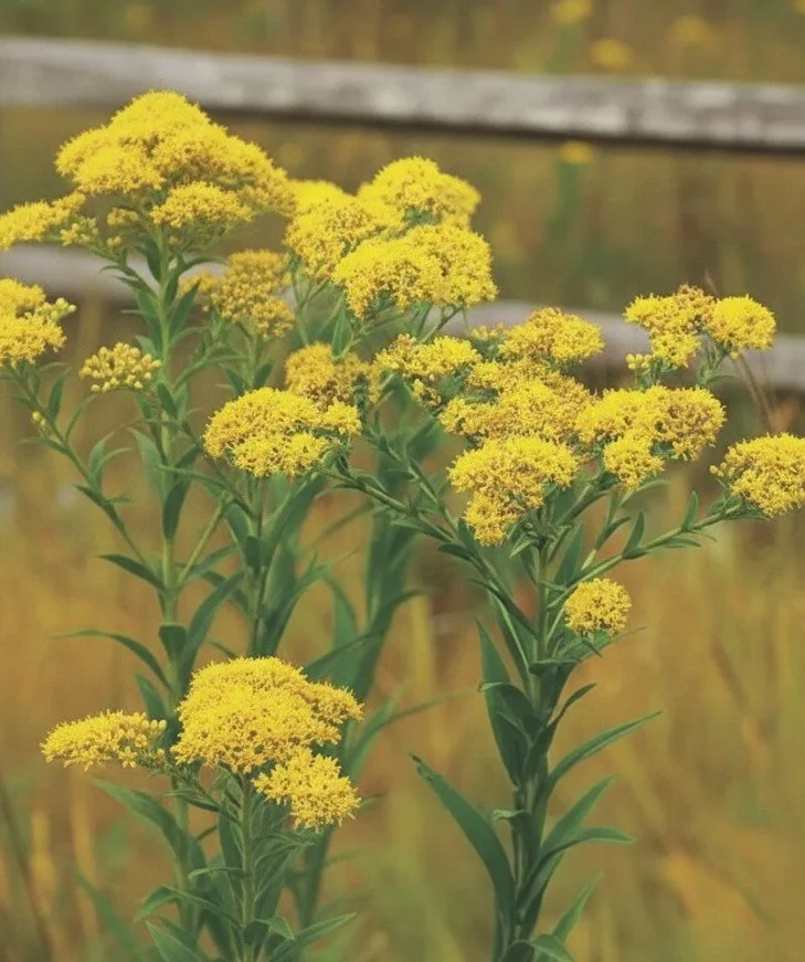 Riddell’s Goldenrod (Solidago riddellii)