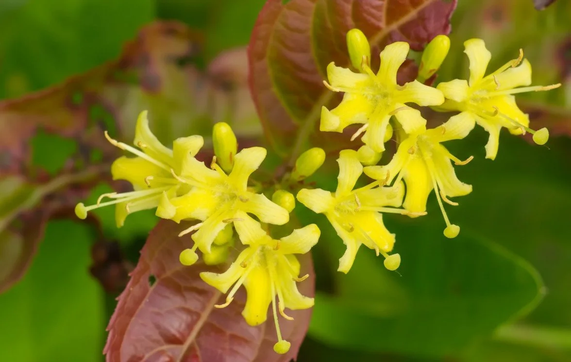 dwarf bush honeysuckle flowers.jpg