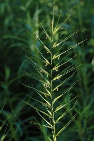 Bottlebrush Grass (Elymus hystrix)