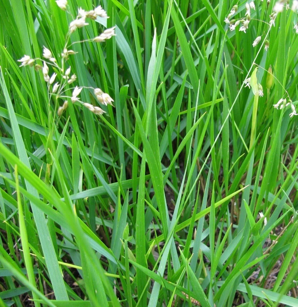 Sweet Grass (Athoxanthum hirtum)