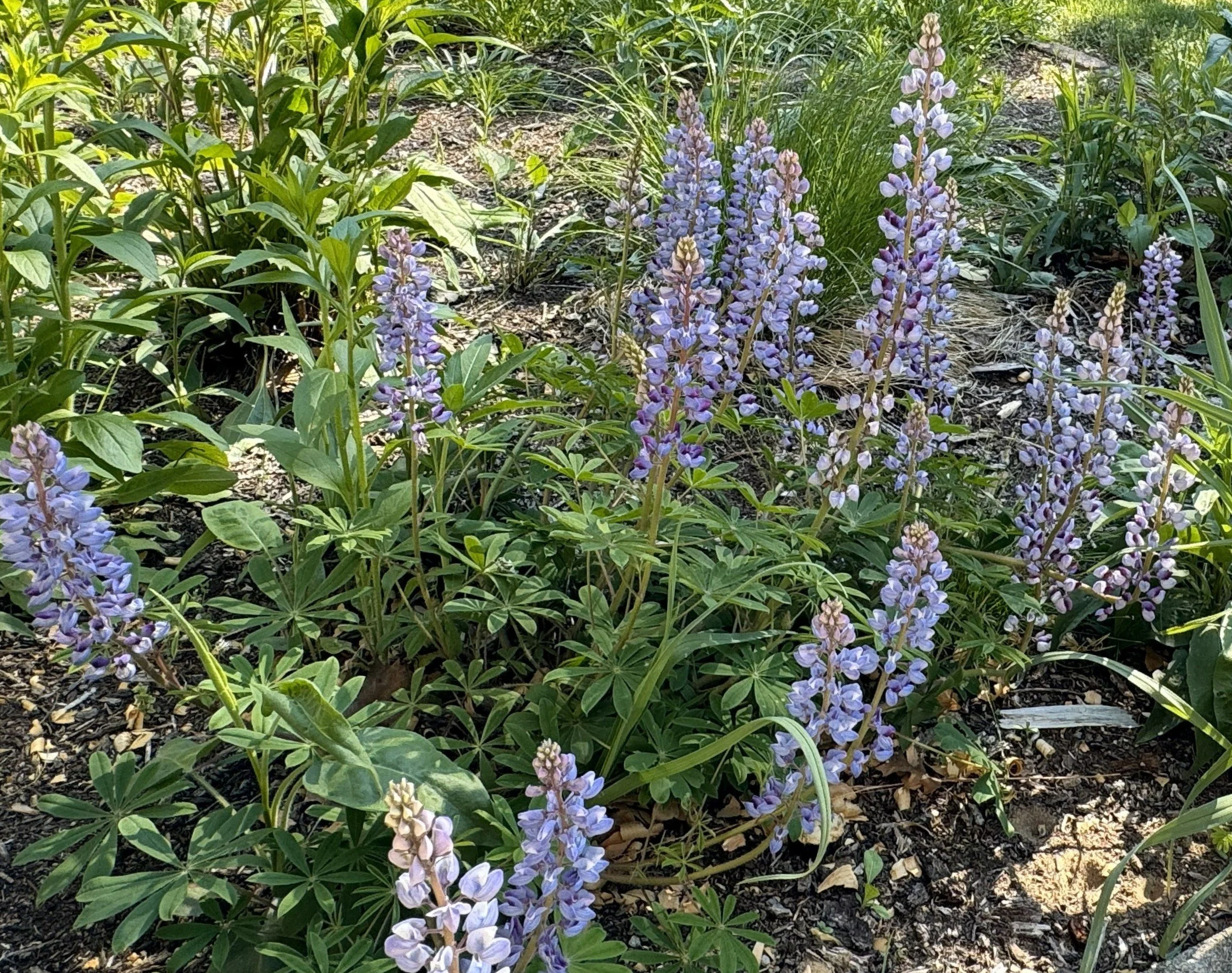 Wild Lupine (Lupinus perennis)